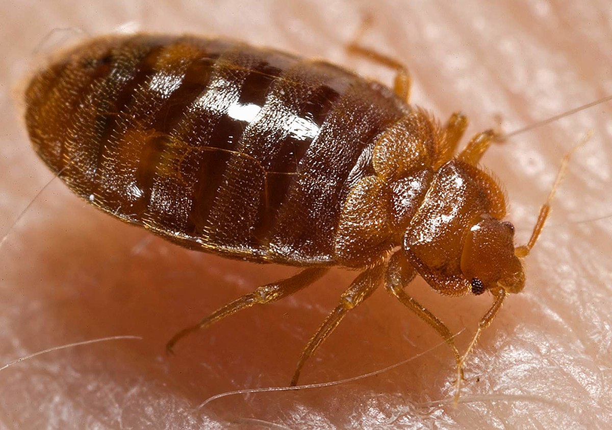 Bed bugs, an increasingly common problem in rentals… - https://roomslocal.co.uk/blog/bed-bugs-an-increasingly-common-problem-in-rentals #bugs #increasingly #common #problem #rentals