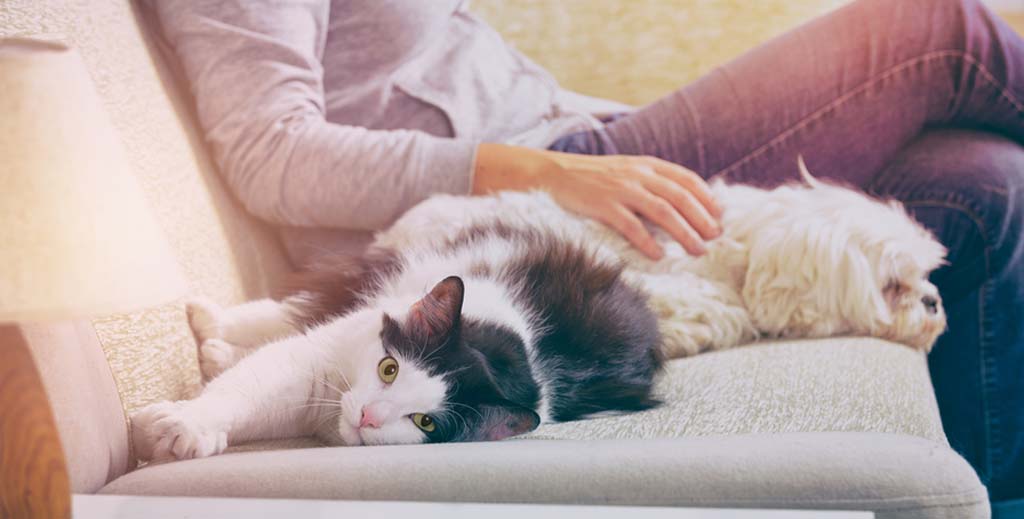 Should landlords be worried by the pet changes in the latest Model Tenancy Agreement? - https://roomslocal.co.uk/blog/should-landlords-be-worried-by-the-pet-changes-in-the-latest-model-tenancy-agreement #landlords #worried #changes #latest #model