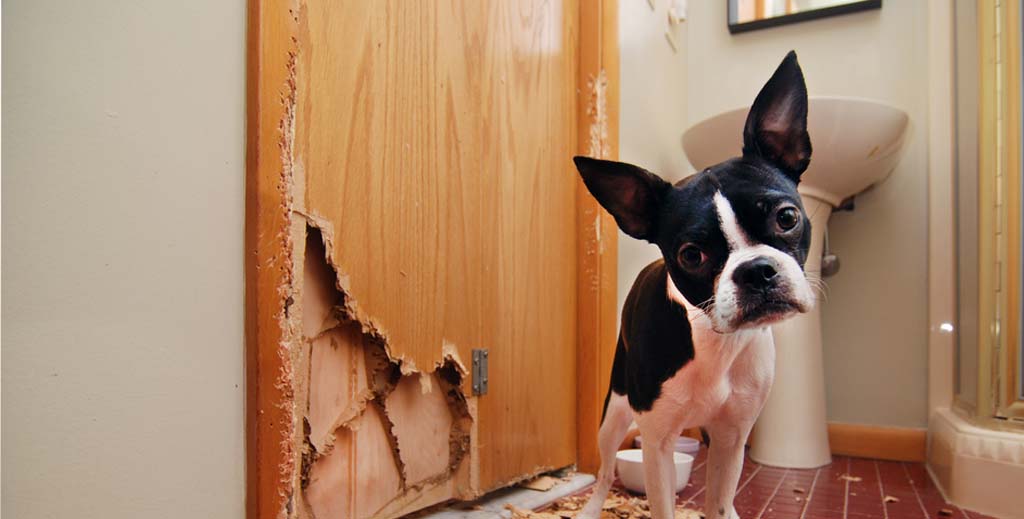 BREAKING: ‘Half of tenants would take out pet insurance against damage’, says expert - https://roomslocal.co.uk/blog/breaking-half-of-tenants-would-take-out-pet-insurance-against-damage-says-expert #half #tenants #would #take #insurance